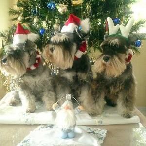 Meet your Posher, Thomas